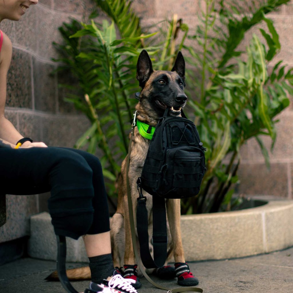 Lifesaving Service dog Rex holding black backpack after training